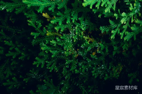 高清摄影 雨后青翠的蕨类植物