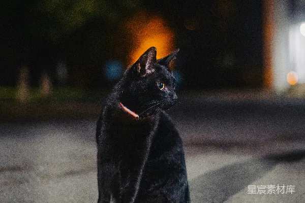 高清摄影 夜色中的黑猫