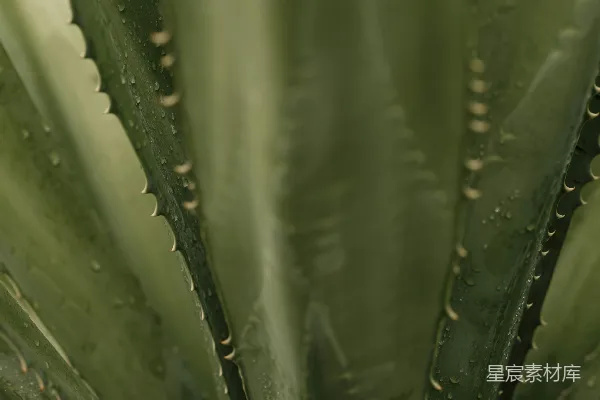 高清摄影 雨后绿植特写