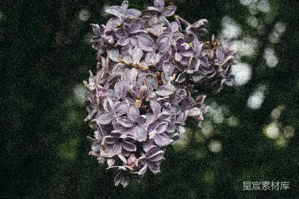 高清摄影 淡紫色丁香花