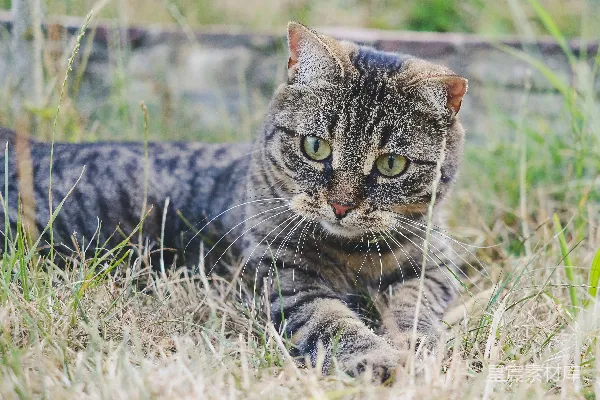 高清摄影 草地上的猫