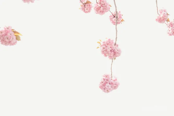 高清摄影 春风里的樱花绽放