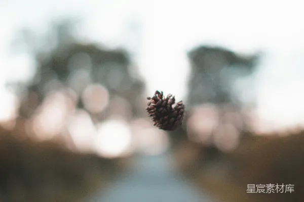 高清摄影 松果的特写与模糊背景