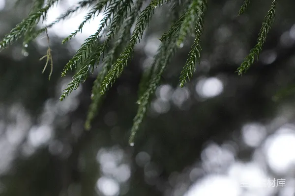 高清摄影 近景下湿润的常绿树干与背景虚化效果