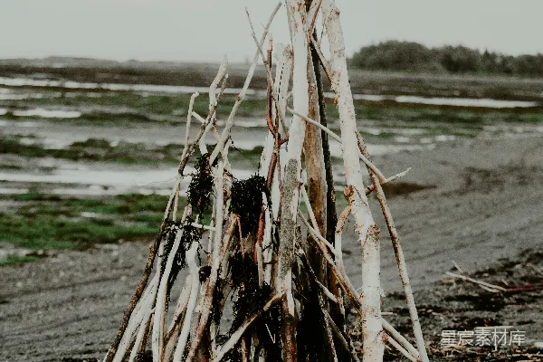 高清摄影 海边的干树枝堆