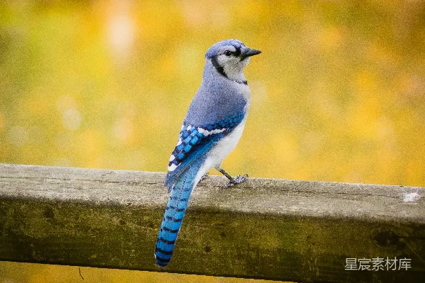 高清摄影 棕色木面上的一只蓝白相间的鸟