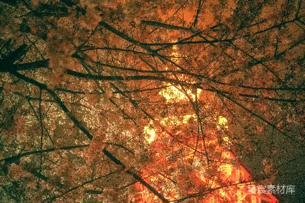 高清摄影 夜幕下的樱花与灯光
