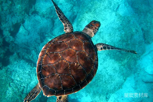 高清摄影 棕色海龟在海洋中游泳