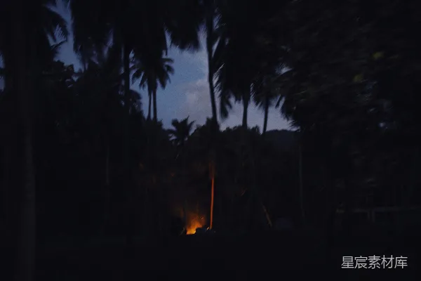 高清摄影 夜幕下的椰林火光