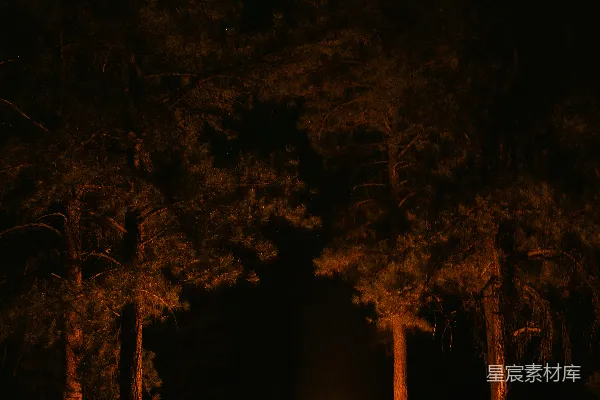 高清摄影 夜晚森林中的篝火