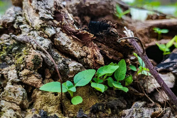高清摄影 树皮上长出的一株小植物