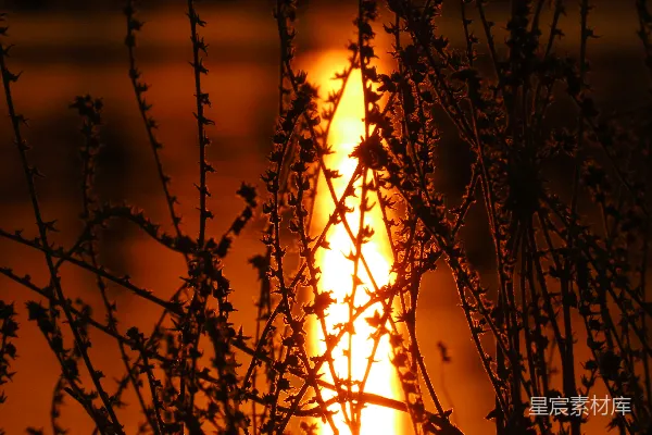 高清摄影 夕阳下的荆棘