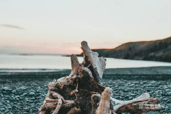 高清摄影 海滩上的枯木