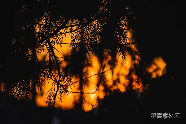高清摄影 夜晚的松枝与灯光
