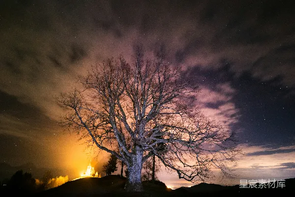 高清摄影 夜晚星空下的孤独树木