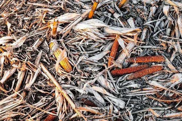高清摄影 干枯的玉米棒与叶片