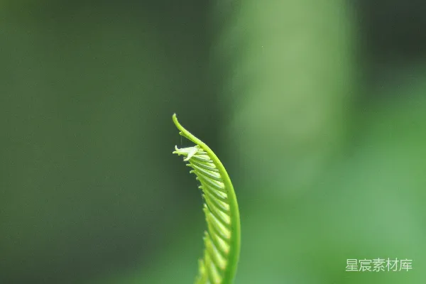 高清摄影 一幅绿植的特写照片，背景模糊。