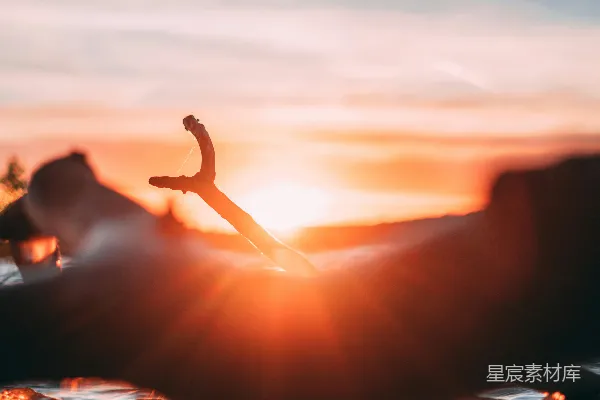 高清摄影 夕阳下的树枝