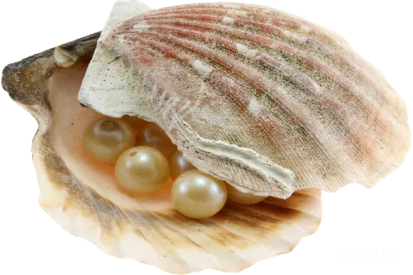 元素素材 贝壳
