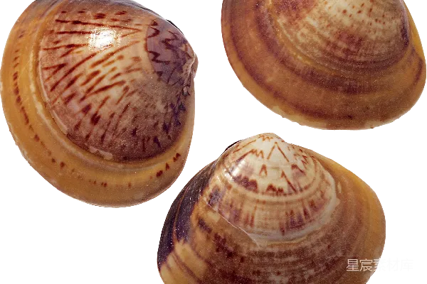 元素素材 海壳