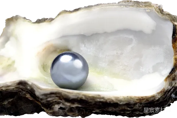 元素素材 贝壳