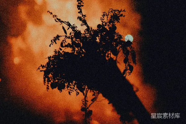 高清摄影 夜幕下的树影