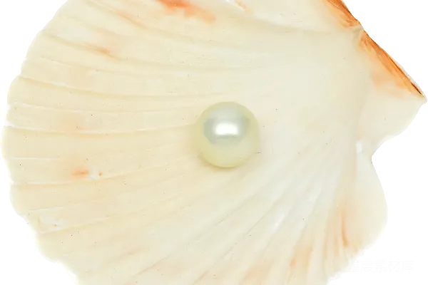 元素素材 贝壳