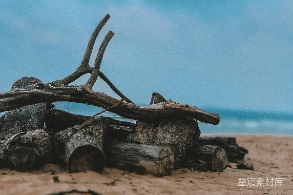 高清摄影 海滩上的枯木堆