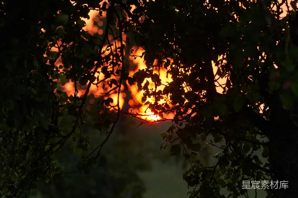 高清摄影 夕阳透过树梢
