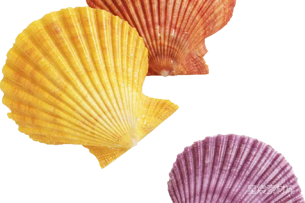 元素素材 贝壳