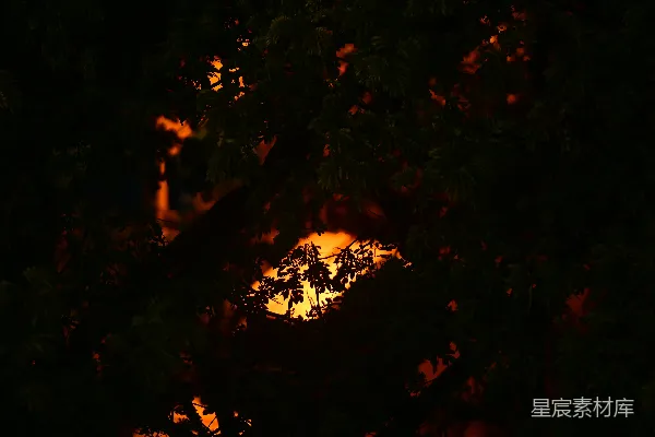 高清摄影 夜幕下的树影与火光
