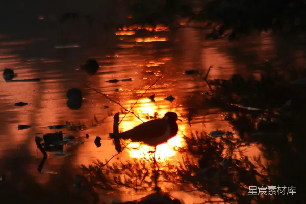 高清摄影 夕阳下的宁静