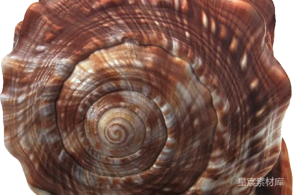元素素材 贝壳