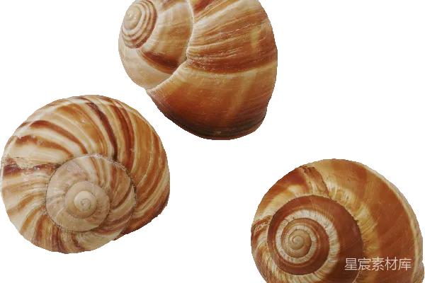 元素素材 贝壳