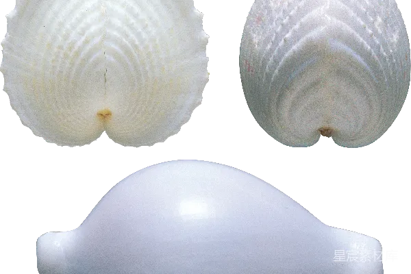 元素素材 贝壳