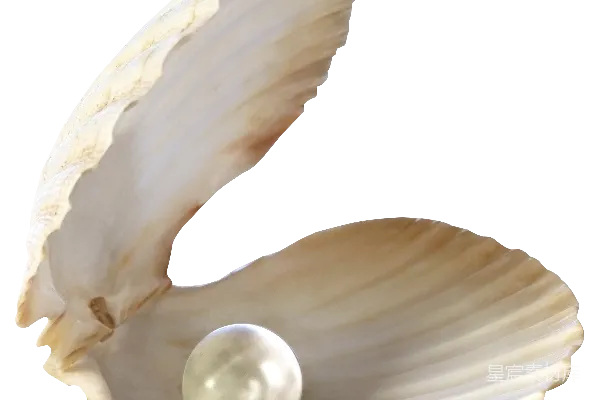 元素素材 贝壳