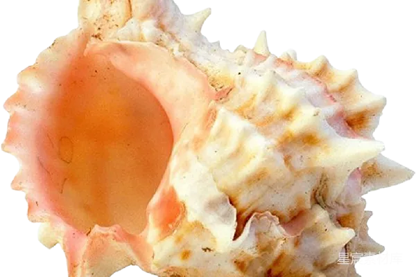 元素素材 贝壳