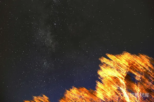 高清摄影 星河与树影的夜晚