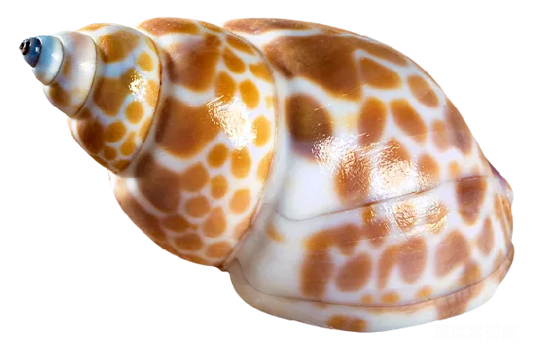 元素素材 贝壳