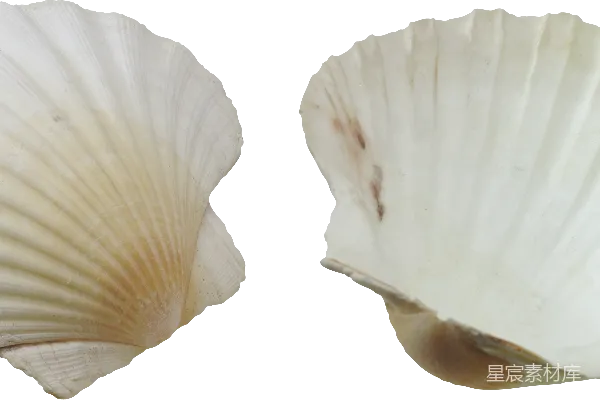 元素素材 贝壳