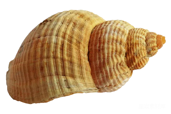 元素素材 贝壳