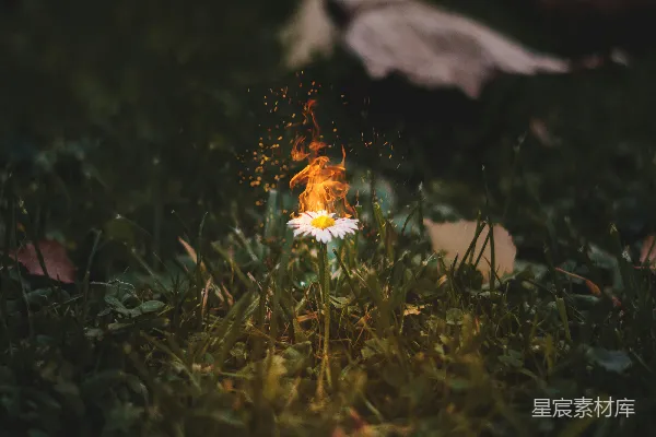 高清摄影 燃烧的雏菊