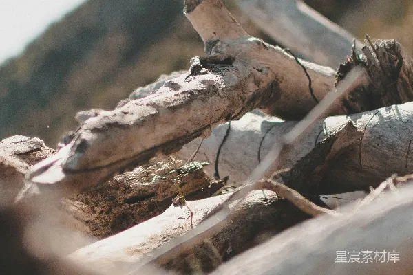 高清摄影 枯木与山景