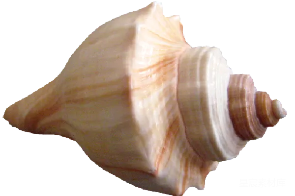元素素材 贝壳