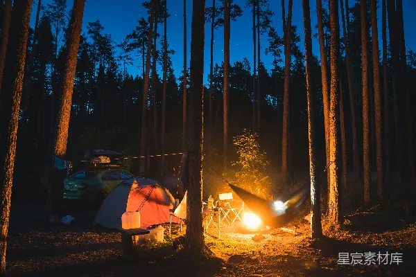 高清摄影 森林中的露营夜景
