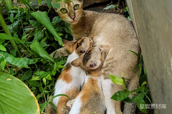 高清摄影 温馨的猫妈妈与小猫
