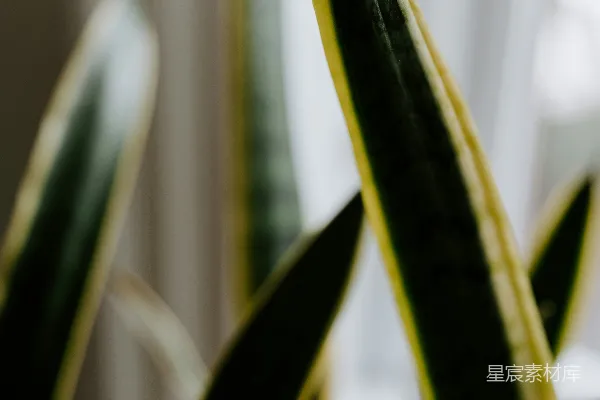 高清摄影 绿植特写：简约自然之美