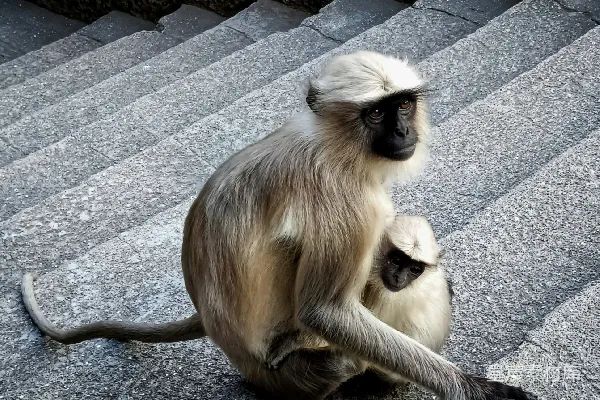 高清摄影 母子猴在石阶上的温馨时光