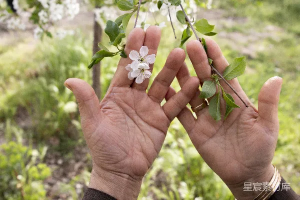 高清摄影 手捧花枝：春天的温柔