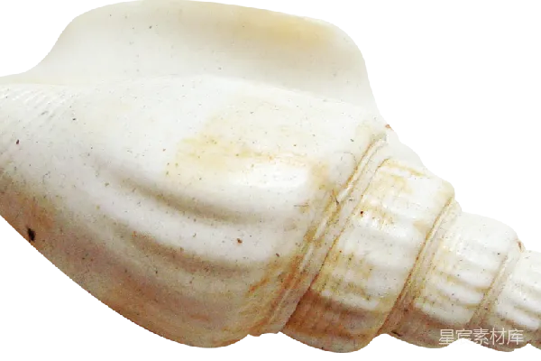 元素素材 贝壳
